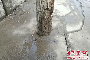 郑州再现 水泥封树 施工方 为道路保通也很无奈